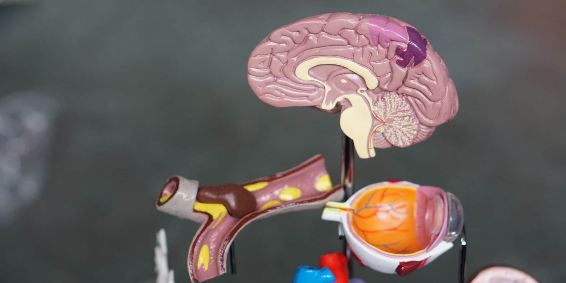 The Human Brain: A Complex Mystery | Dr Chandril Chugh