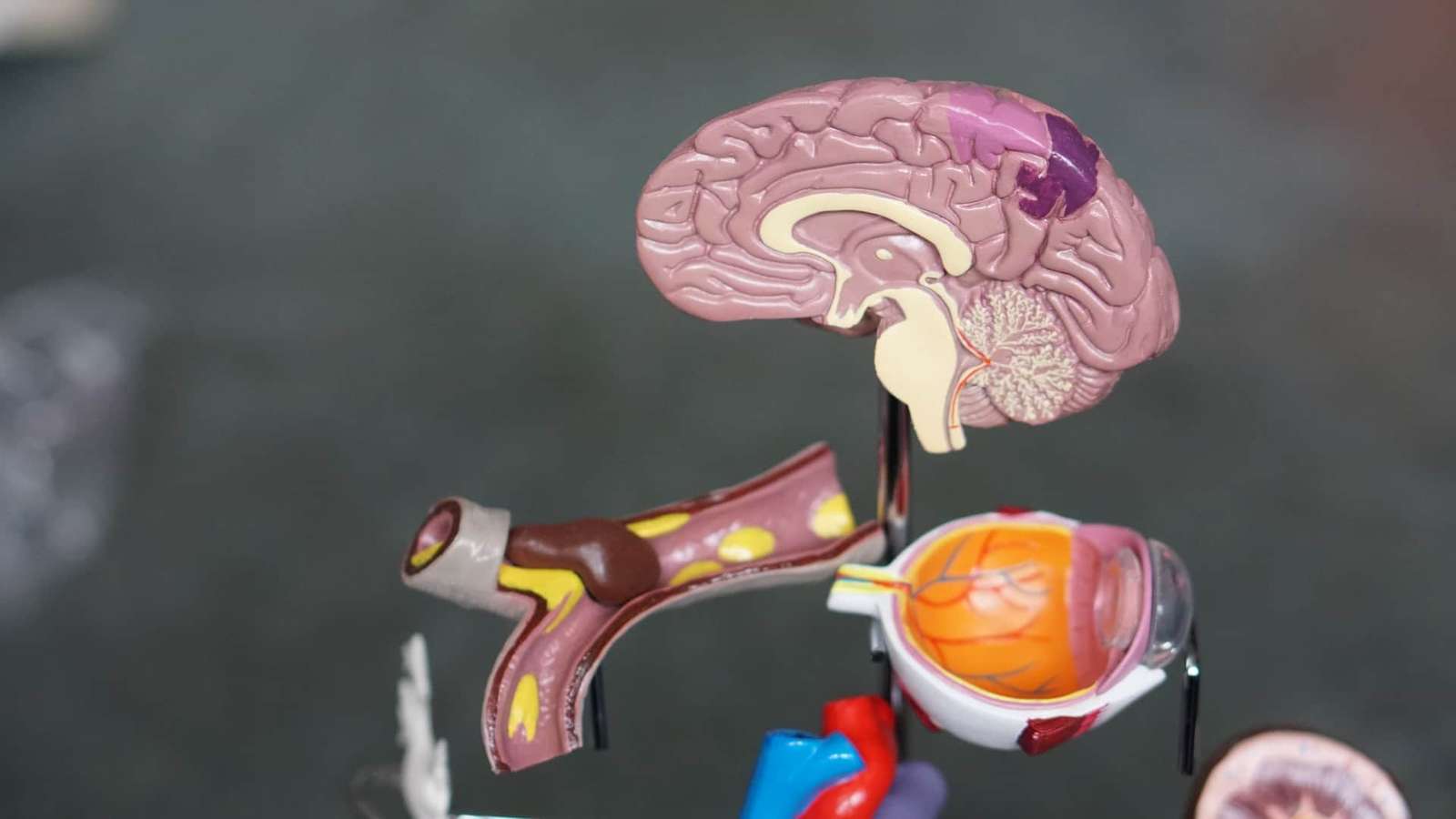 The Human Brain: A Complex Mystery | Dr Chandril Chugh