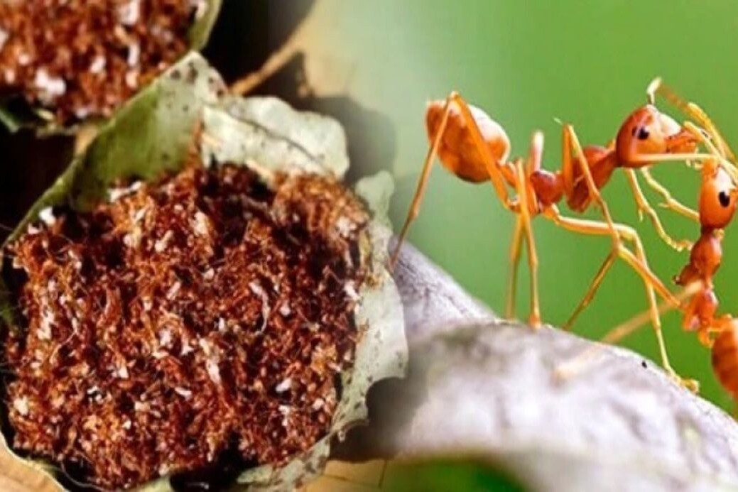 Red Ant Chutney!!! Is this really true_ History and science behind eating insects. Nutrition or Addiction
