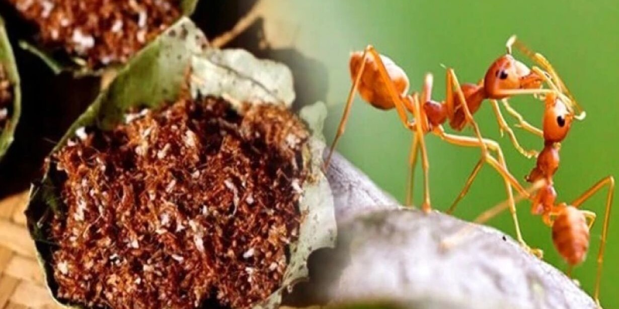 Red Ant Chutney!!! Is this really true_ History and science behind eating insects. Nutrition or Addiction