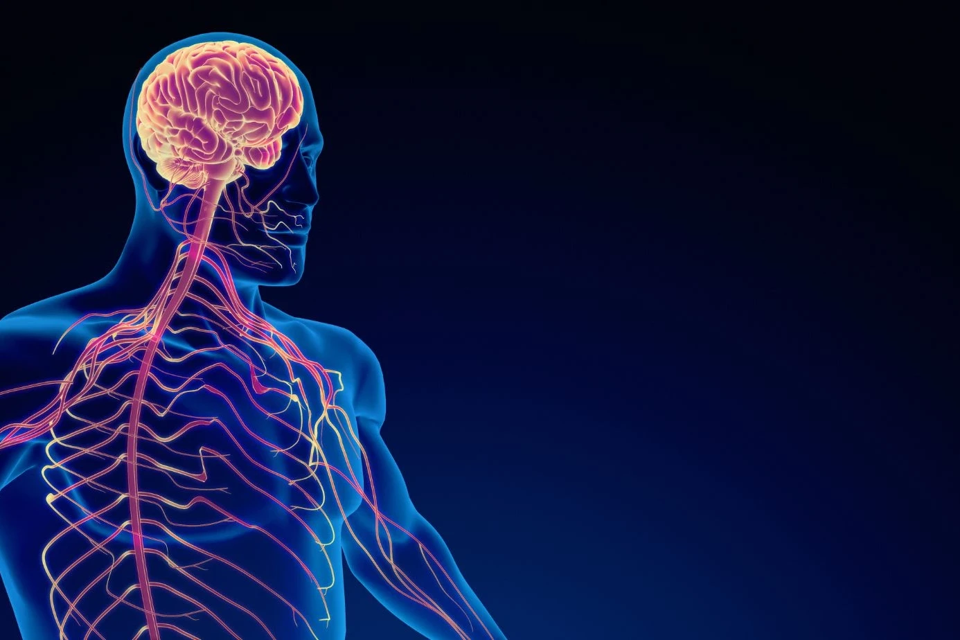 peripheral nervous system