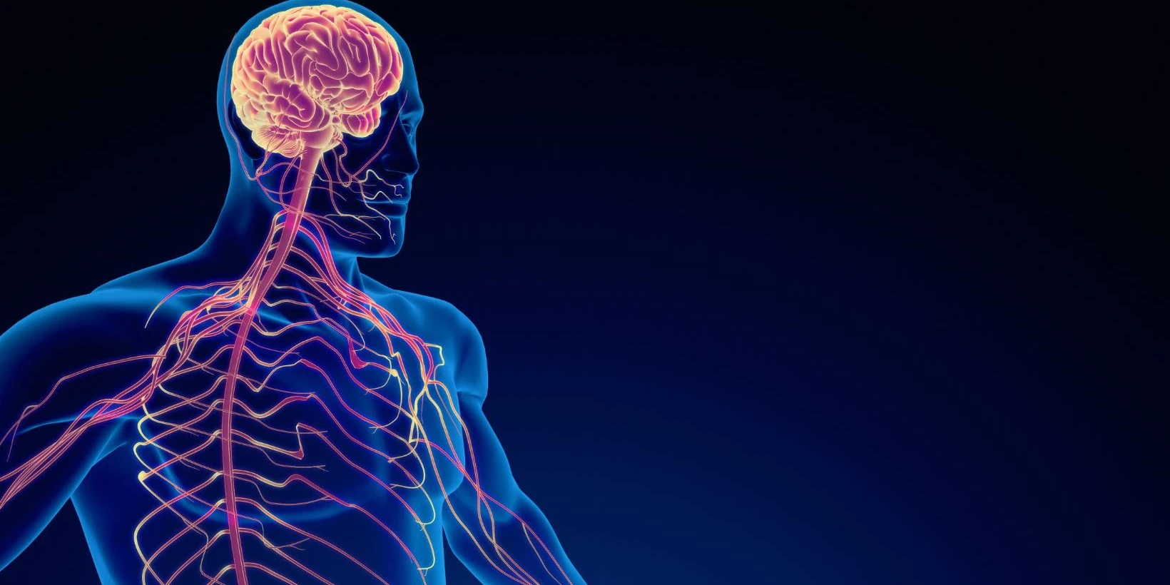 peripheral nervous system​